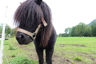 Horse standing in a field