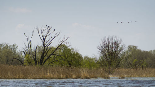 View of birds flying against the sky
