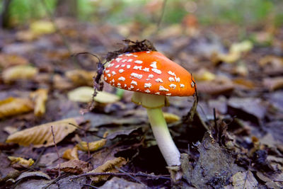 Close-up of fly agaric mushroom on field