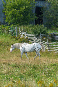 Horse in a field