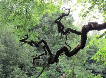 View of trees in forest