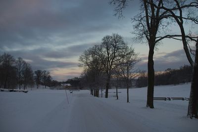 Trees on snow covered landscape