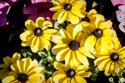 Close-up of fresh yellow flowers blooming outdoors