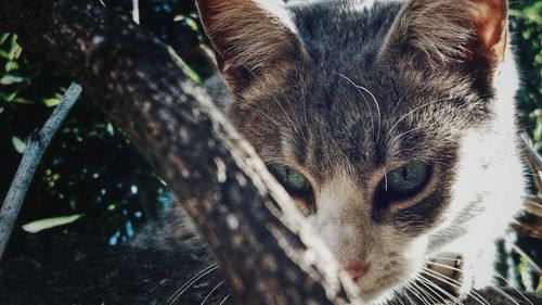 Close-up portrait of a cat