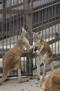 Two cats in cage at zoo