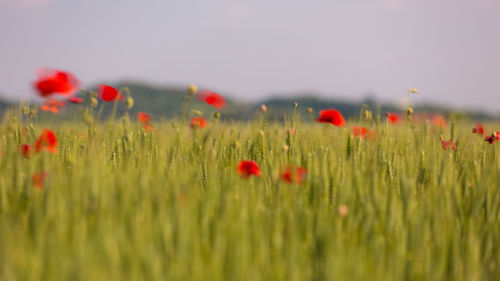 Close-up of poppies blooming on field against sky