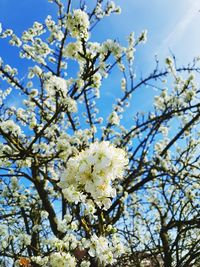 Low angle view of apple blossoms in spring