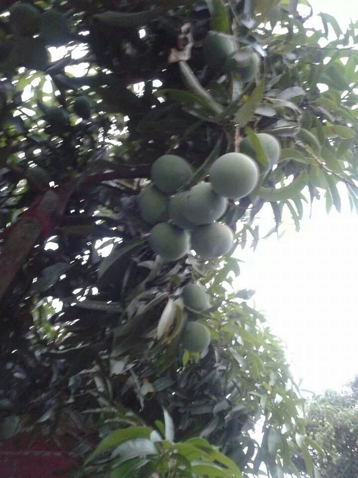 tree, growth, fruit, branch, leaf, green color, food and drink, low angle view, freshness, healthy eating, nature, close-up, food, hanging, plant, growing, day, grape, no people, focus on foreground