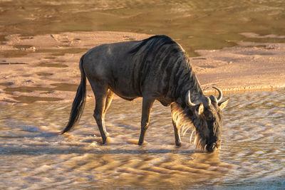 Blue wildebeest drinks from stream casting shadow