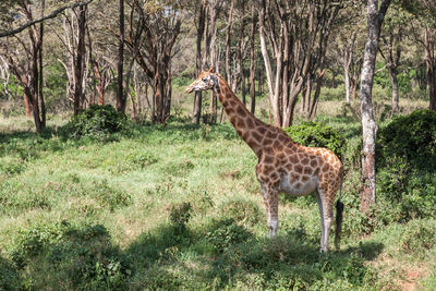 Giraffe standing on field in a forest