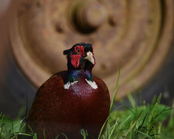 Close-up of a bird on field