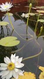 Close-up of water lily in lake