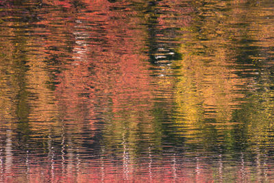 Reflection of tree on lake