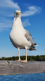 Seagull perching on wood against sea