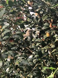 Low angle view of birds perching on tree