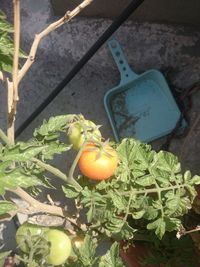 Full frame shot of tomatoes