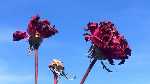 Low angle view of rose against sky