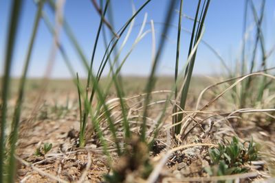 Close-up of dry grass on field