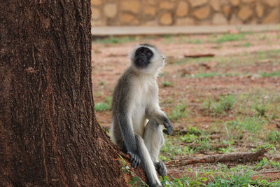 Monkey on tree trunk