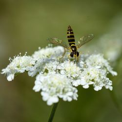 Close-up of bee pollinating on flower