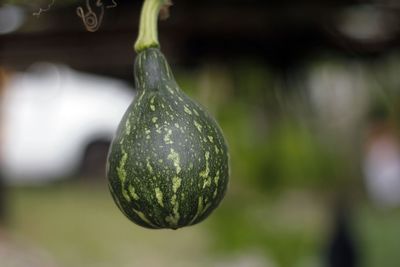 Close-up of lemon growing on plant