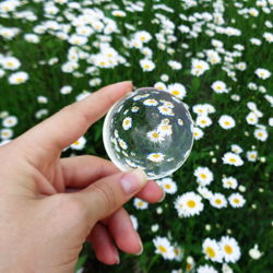 Close-up of hand holding flower