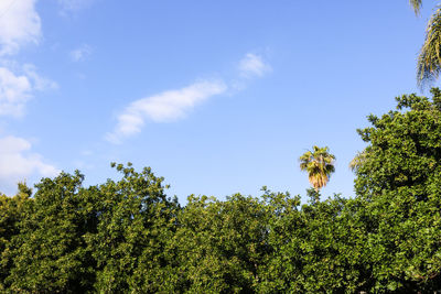 Low angle view of trees against sky