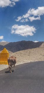 View of a horse on road