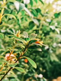 Close-up of flowering plant