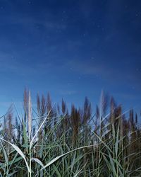 Close-up of grass against blue sky