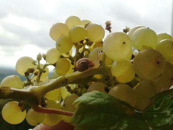 Low angle view of yellow flowers