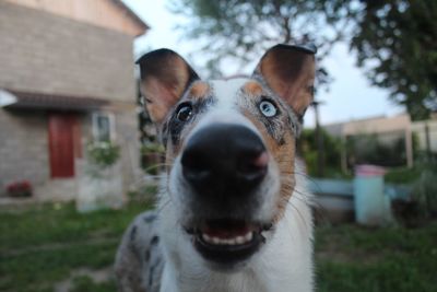 Portrait of dog on field