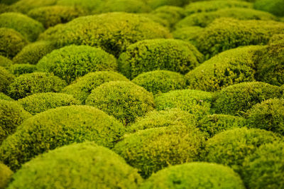 Full frame shot of fresh green field