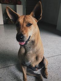 Portrait of dog relaxing on floor at home