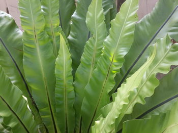 Close-up of succulent plant leaves