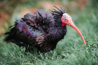 Close-up of bird perching on grass