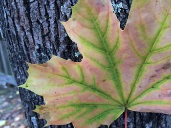 Close-up of leaves on tree trunk