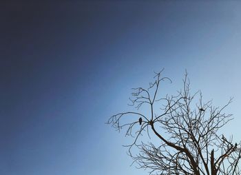 Low angle view of bare tree against clear blue sky