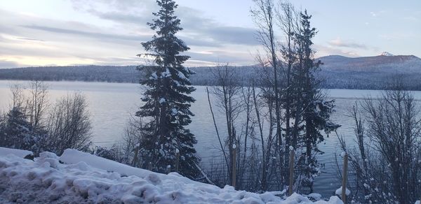 Snow covered plants by lake against sky