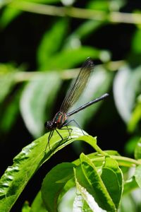 Close-up of dragonfly on leaf