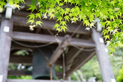 View of flowering plants from tree