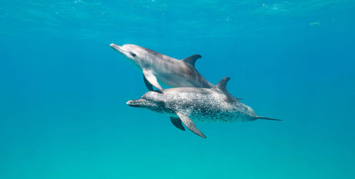 Close-up of penguin swimming in sea