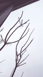 Low angle view of silhouette birds flying against clear sky