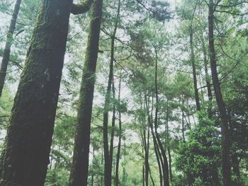 Low angle view of trees in forest