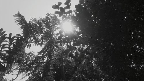 Low angle view of trees against sky