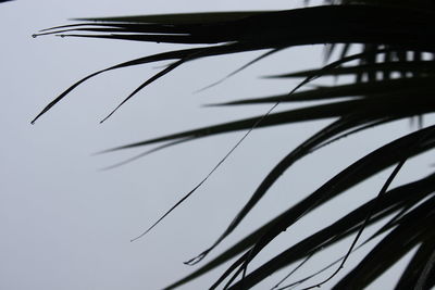 Low angle view of silhouette leaf against sky