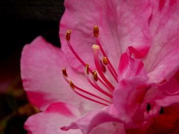 Close-up of pink rose flower