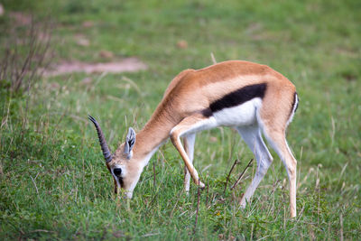 Side view of deer grazing on field