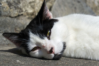 Close-up portrait of cat lying down