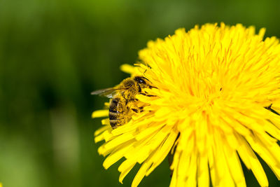 Close-up of bee pollinating flower